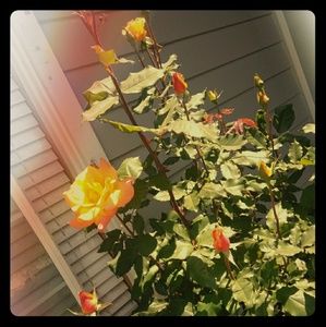 Meet your Posher, Betoveronica